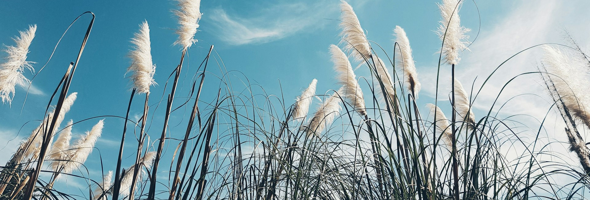 white and green grass